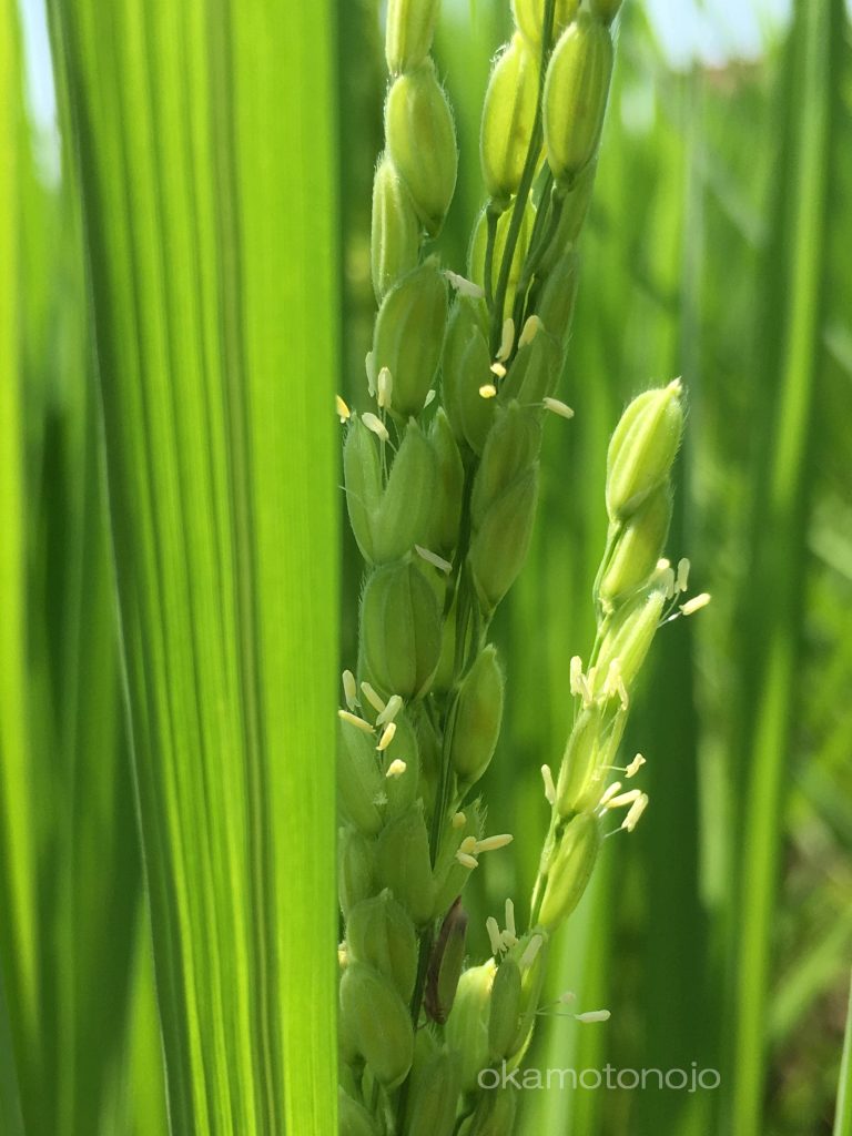 夏場に鼻がムズムズ なんだか目がかゆいという方はイネ科の花粉症かもしれません 石川県の農家直販 豊かなお米と加賀丸いもなら岡元農場