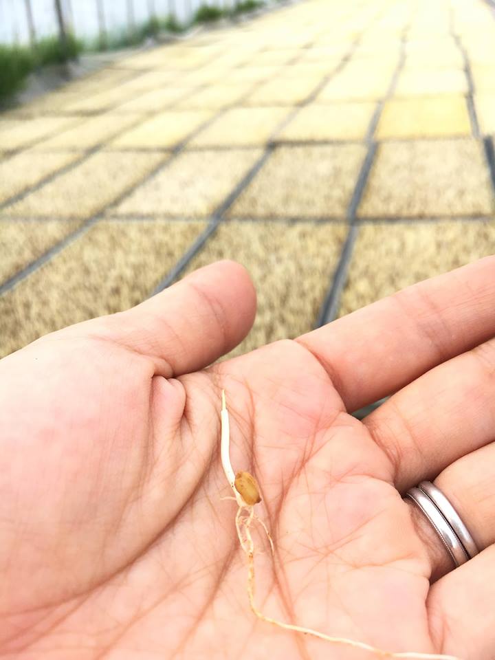 今年も田植えは絶好調で、後半に突入している岡元です。 | 石川県の 