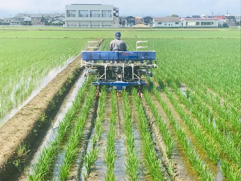 6月上旬頃、稲の圃場では中干期（なかぼしき）に入ります。おかもと  